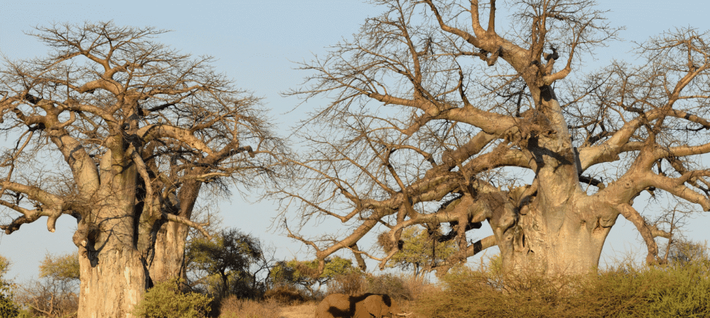 Kruger National Park safari with elephants and wildlife during the 2025 festive season.