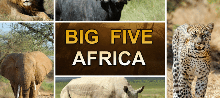 Top 5 Travel Destinations to Visit in South Africa in 2025 Festive Season